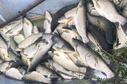 Cá chết bất thường trên sông Mã