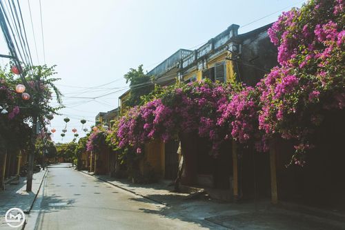 Giữa dịch bệnh COVID-19, phố cổ Hội An vẫn đẹp nao lòng