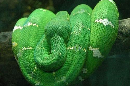Những loài trăn 'đáng gờm' trên Trái đất