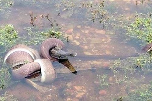 Hãi hùng cảnh trăn nuốt chửng cá sấu