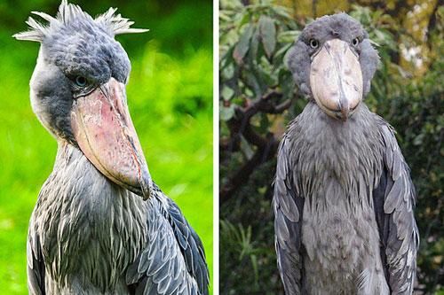 Loạt biểu cảm đáng yêu của động vật