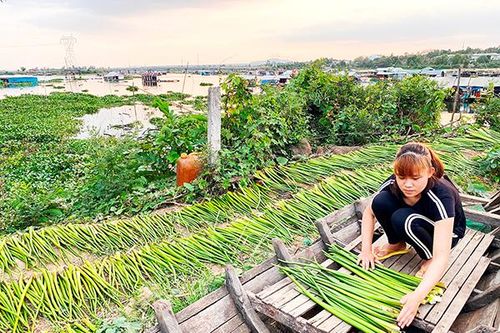 Mùa lục bình trên sông La Ngà