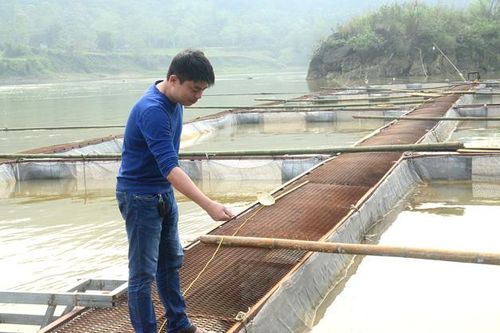 Nuôi cá đặc sản thu nhập cao