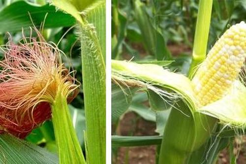 Ngô, món ăn dân dã phòng trị nhiều bệnh