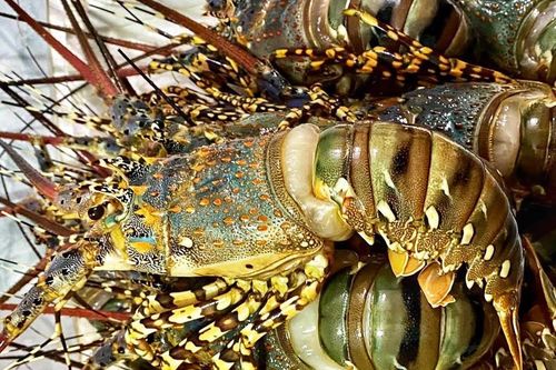 Giá tôm hùm rẻ hơn thời 'giải cứu'