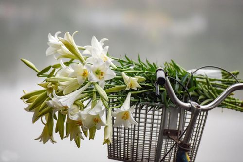 Tháng tư mềm như một nụ hôn êm