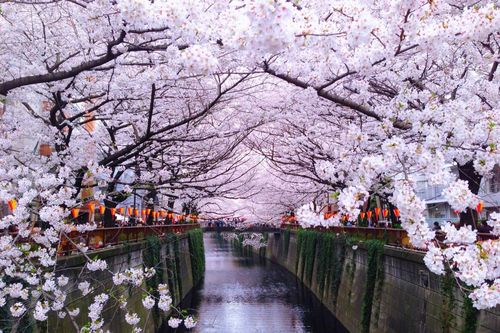 Mùa hoa anh đào rực rỡ bị 'bỏ quên' giữa tâm dịch tại Nhật Bản
