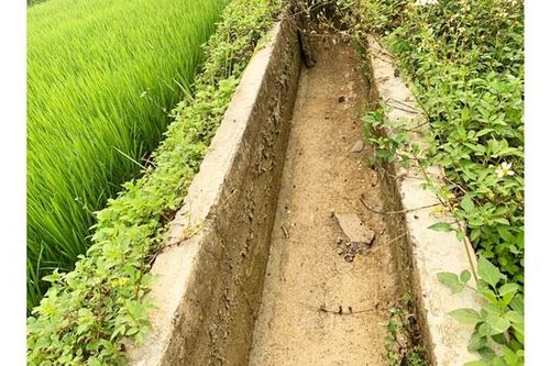 Điện Biên nỗ lực chống hạn, cứu lúa
