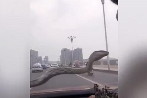 Rắn khủng bất ngờ xuất hiện trước kính ôtô