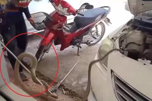 Thót tim rắn hổ mang chúa chui vào động cơ xe