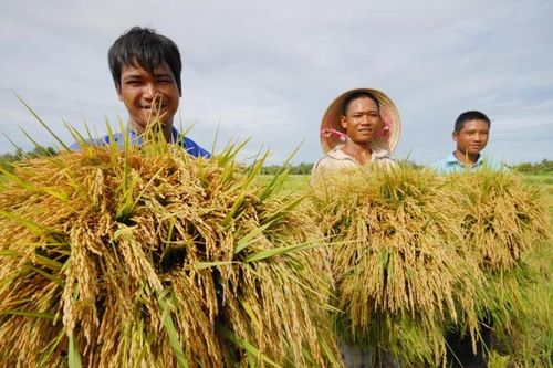 Lo nguồn cung gạo dịp COVID-19, cấp bách bảo vệ 1,1 triệu ha lúa Đông Xuân