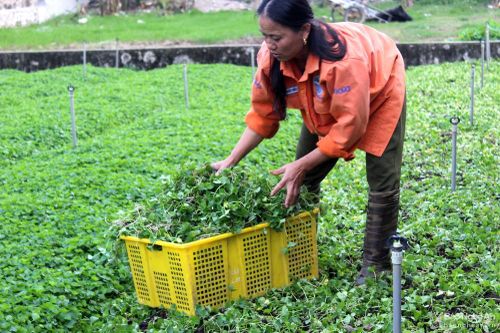 Đưa rau má hoang dại về trồng tại vườn nhà, nông dân Nghệ An thu cả trăm triệu