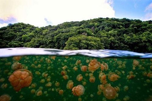 Những bí ẩn của tự nhiên khiến các nhà khoa học đau đầu tìm lời giải