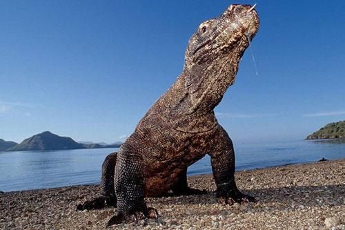 1001 thắc mắc: Vì sao rồng Komodo cái 'đoản mệnh' hơn con đực?