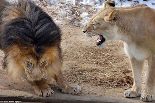 'Nữ quyền' bá vương trong thế giới động vật