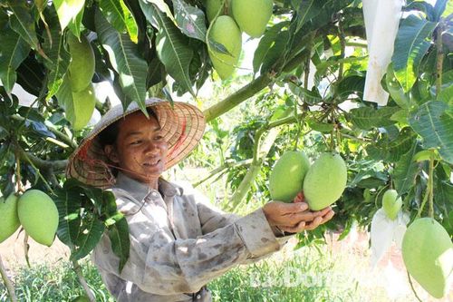 Mạnh dạn chuyển đổi cơ cấu cây trồng phù hợp