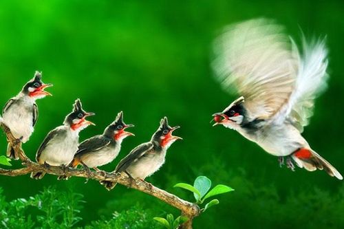 Việt Nam giành Huy chương vàng nhiếp ảnh quốc tế