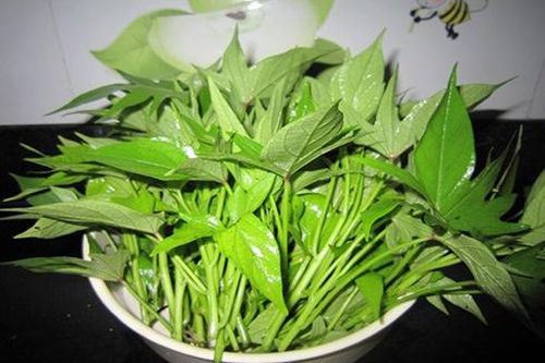 Lợi ích và những bài thuốc hay từ rau khoai lang