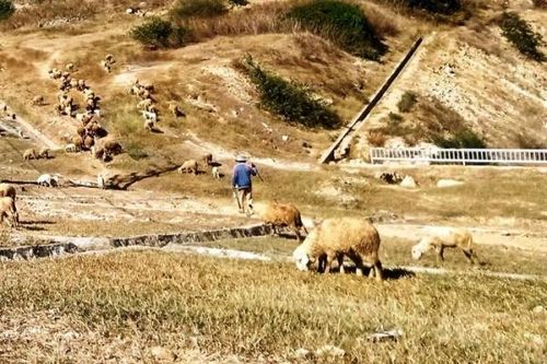 Chật vật ở miền nắng gió Ninh Thuận