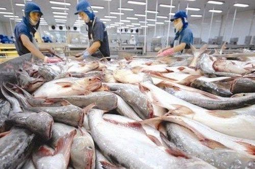 Những tín hiệu tích cực từ xuất khẩu cá tra