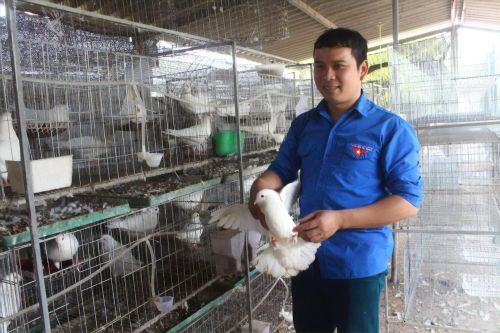 Thủ lĩnh Đoàn làm chủ trang trại