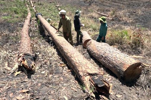 Rừng thông tuyệt đẹp ở cửa ngõ Đà Lạt bị xẻ ván tại chỗ