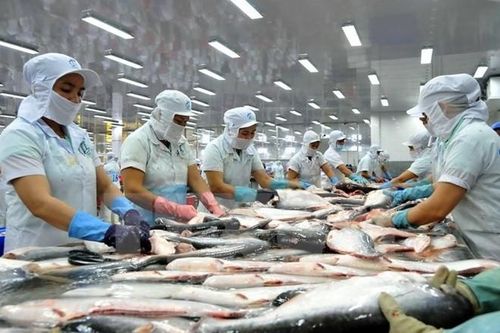 Xuất khẩu cá tra có tín hiệu hồi phục ở thị trường Mỹ, Trung Quốc