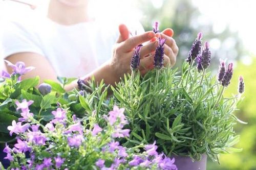 Trồng 7 cây này trong nhà khỏe người, đỡ 'nơm nớp' lo khí độc