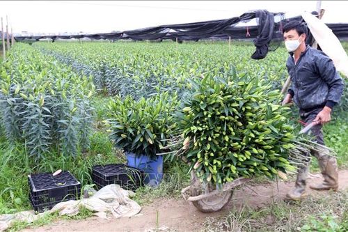 'Hoa cười, người mếu' tại Tây Tựu