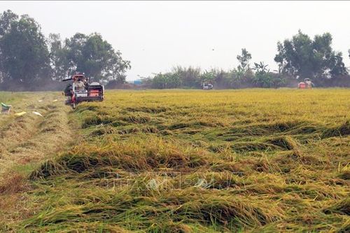 Nhiều giải pháp ứng phó hạn, mặn để sản xuất hiệu quả