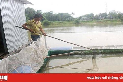 Linh hoạt trong việc lựa chọn vật nuôi để phát triển kinh tế gia đình