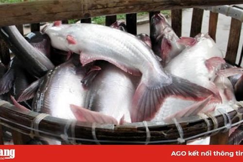 Giá cá tra tại chợ gấp đôi giá thương lái mua của ngư dân