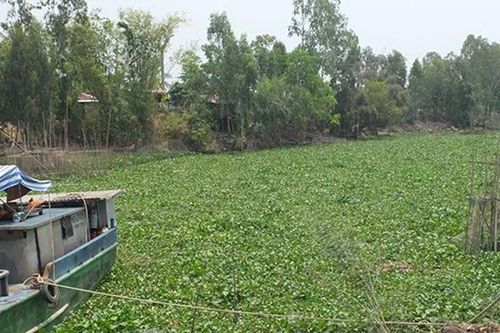Lục bình lấn chiếm lòng kênh, phương tiện thủy gặp khó