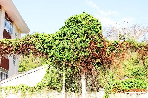 Cây leo phủ trụ cáp viễn thông