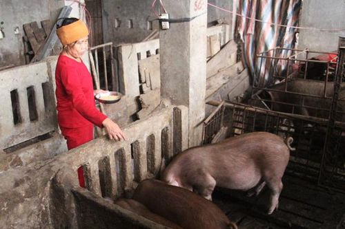Để HTX nông nghiệp đứng vững trên đôi chân của mình - Bài 1: 'Ngọn nến trước gió'