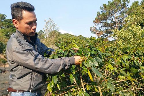 Cựu chiến binh tiên phong trên mặt trận phát triển kinh tế