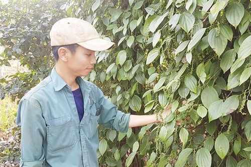 Thực hành nhân rộng CSA trên cây hồ tiêu ở Gio An