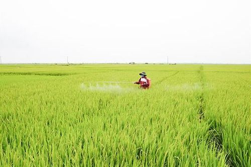 Tập trung phòng trừ sâu bệnh hại lúa giai đoạn cuối vụ