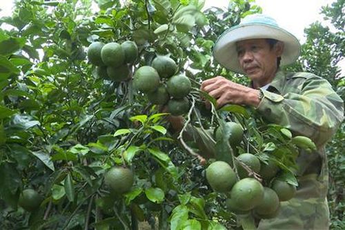 Cam Lộ: Gắn biển gần 30 vườn mẫu
