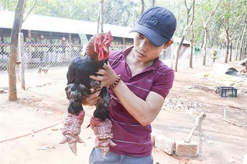 Hướng đi mới trong chăn nuôi ở Gio Châu