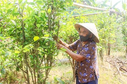 Cụ bà 100 tuổi ủng hộ 1 triệu đồng để phòng, chống COVID-19