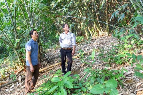 Sơn Phú phát triển rừng trồng cây bản địa
