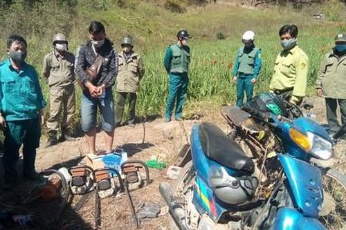 Truy tìm kẻ chủ mưu cưa hạ rừng thông ở chân đèo Prenn - Đà Lạt