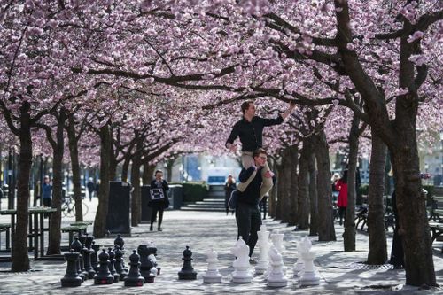 Chiến lược chống dịch 'khác người' của Thụy Điển sắp hết?
