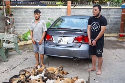 2 người đi ôtô bắn hạ 14 con chó