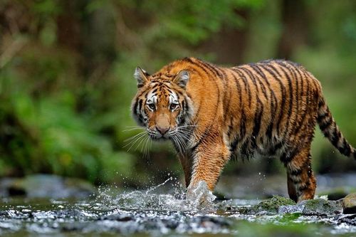 Hổ đực bị giết, hổ cái khóc tìm bạn đời suốt 3 ngày