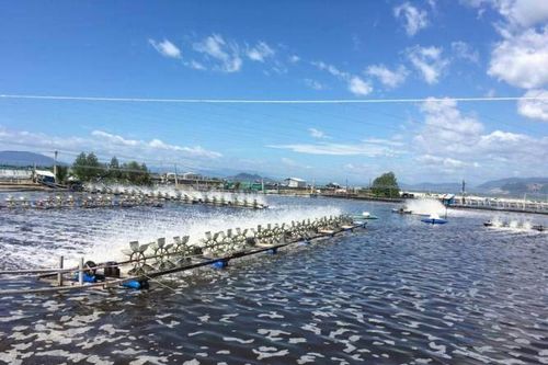Tháo gỡ khó khăn trong nuôi tôm nước lợ