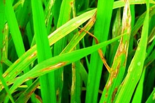 Chủ động bảo vệ lúa Đông Xuân ở các tỉnh phía Bắc