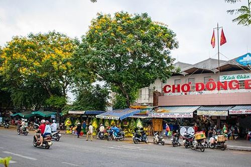 Mùa phượng vàng gọi hè về trên thành phố Huế mộng mơ