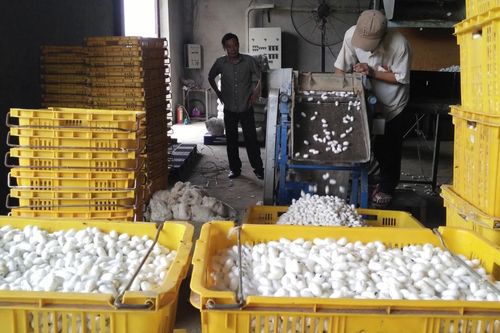 Không xuất được tơ, khuyến cáo dân đốn bớt cây dâu